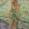 Goji / Chinesische Wolfsbeere `Big Lifeberry´ Lycium Barbarum `Big Lifeberry´ -Pflanzensamenladen Goji
