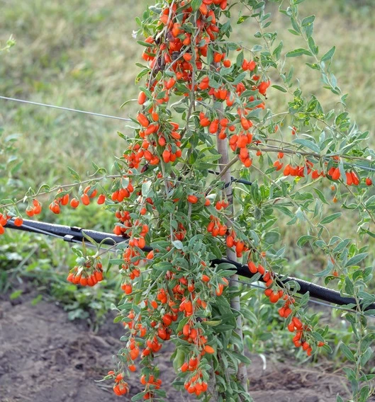 Goji / Chinesische Wolfsbeere `Big Lifeberry´ Lycium Barbarum `Big Lifeberry´ 3 Goji / Chinesische Wolfsbeere `Big Lifeberry´ Lycium Barbarum `Big Lifeberry´
