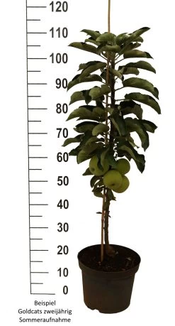 Säulenapfel `Goldcats´ Malus Domestica `Goldcats´ -Pflanzensamenladen Goldcats zweij hrig weiss