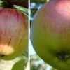 Duo-Apfelbaum `Gravensteiner´ & `Goldparmäne´ Malus Domestica -Pflanzensamenladen Gravensteiner Kaiser Wihleml 2