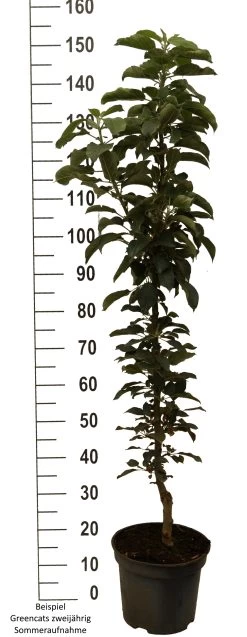 Säulenapfel `GreenCats´ Malus Domestica `Greencats´ 10 Säulenapfel `GreenCats´ Malus Domestica `Greencats´ -Pflanzensamenladen Greencats weiss