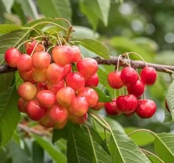 Große Prinzessin / Napoleon Prunus Avium `Große Prinzessin´