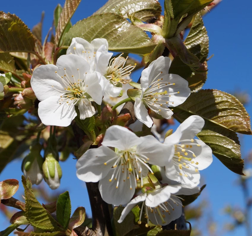 Große Schwarze Knorpelkirsche Prunus Avium `Große Schwarze Knorpelkirsche´ 4 Große Schwarze Knorpelkirsche Prunus Avium `Große Schwarze Knorpelkirsche´ – Bild 2