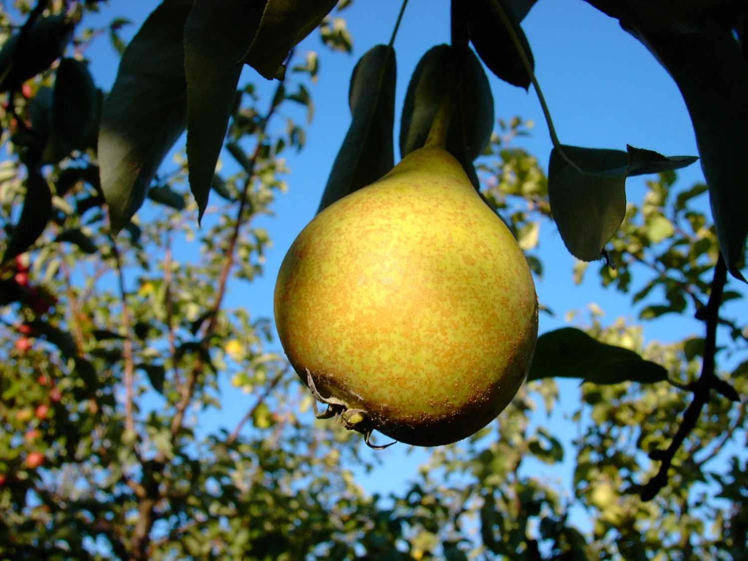 Gute Graue Pyrus Communis `Gute Graue´ 3 Gute Graue Pyrus Communis `Gute Graue´