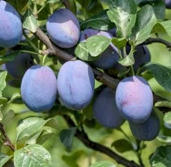 Haganta (S) Prunus Domestica `Haganta´