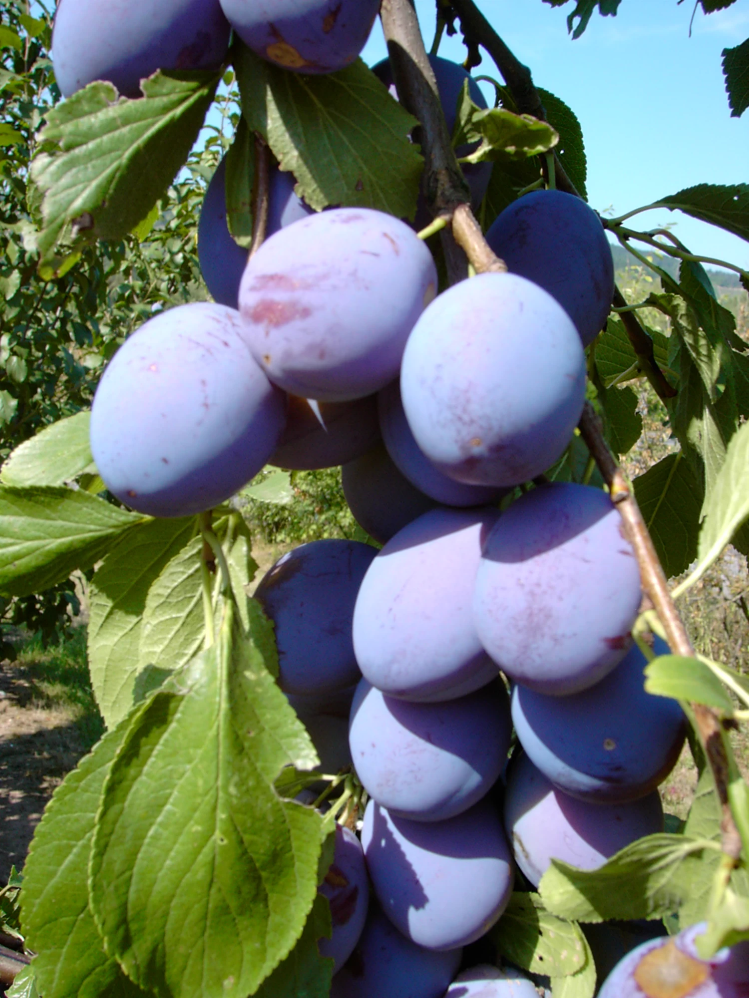 Säulenzwetsche `Imperial´ (einjährig) Prunus Domestica `Imperial´ 3 Säulenzwetsche `Imperial´ (einjährig) Prunus Domestica `Imperial´