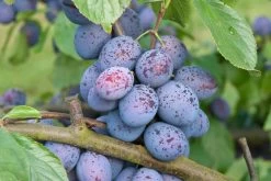 Hanita ® Prunus Domestica `Hanita 14 Hanita ® Prunus Domestica `Hanita -Pflanzensamenladen Hanita3