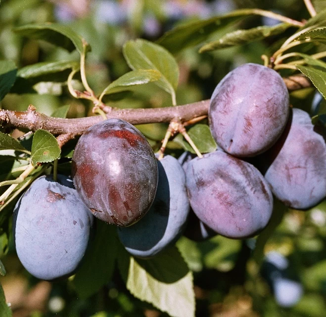 Hanita ® Prunus Domestica `Hanita 4 Hanita ® Prunus Domestica `Hanita – Bild 2