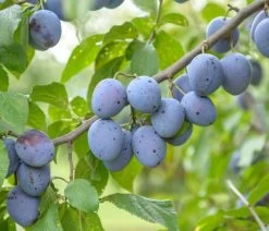 Hauszwetsche Prunus Domestica `Hauszwetsche´