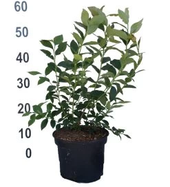 Heidelbeere - Reka Vaccinum Corymbosum `Reka´ -Pflanzensamenladen Heidelbeere reka 2