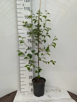 Chinesische Quitte / Holzquitte Pseudocydonia Sinensis -Pflanzensamenladen Holzquitte