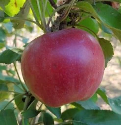 Idared Malus Domestica `Idared´ -Pflanzensamenladen Idared