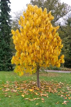 Veredelte Indianerbanane (Paw Paw) `Shenandoah®´ Asimina Triloba `Shenandoah´ -Pflanzensamenladen Indianerbanane BaumCMuNSsGbMKVA1