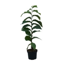 Indianerbanane (Paw Paw) Asimina Triloba 9 Indianerbanane (Paw Paw) Asimina Triloba -Pflanzensamenladen Indianerbanane weiss