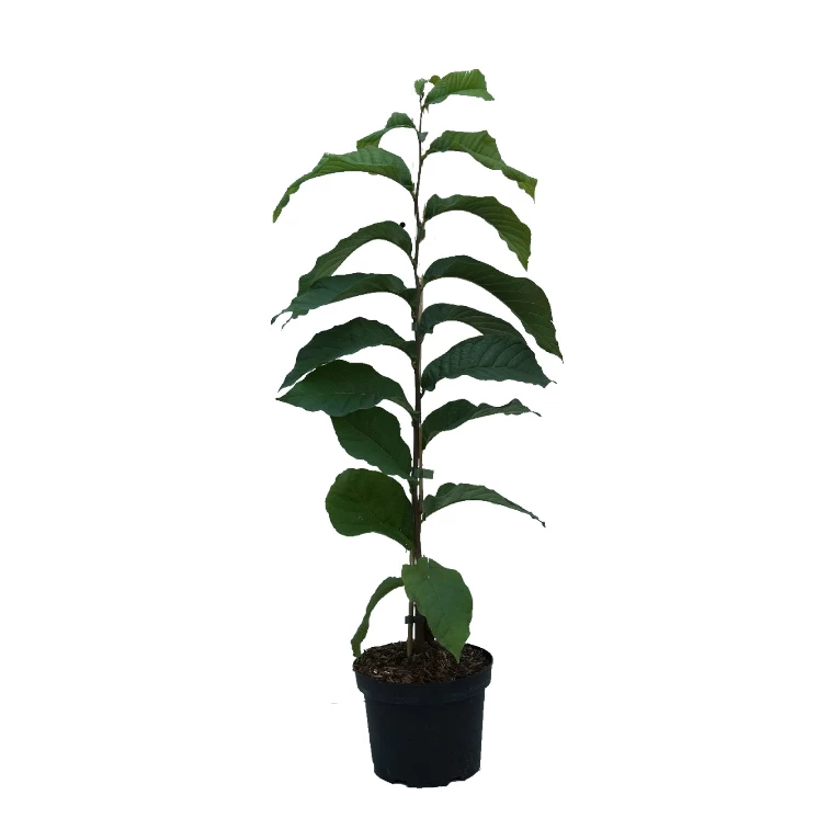 Indianerbanane (Paw Paw) Asimina Triloba 5 Indianerbanane (Paw Paw) Asimina Triloba – Bild 3