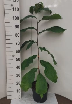 Veredelte Indianerbanane `Prolific´ Asimina Triloba `Profilic´ -Pflanzensamenladen Indianerbanane weissUlvLMu4s0J9e2