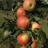 Säulenapfel `James Grieve Super Compact ®´ Malus Domestica `James Grieve Super Compact´ 1 Säulenapfel `James Grieve Super Compact ®´ Malus Domestica `James Grieve Super Compact´ -Pflanzensamenladen James Grieve Super Compact