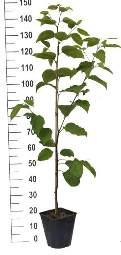 Japanischer Rosinenbaum Hovenia Dulcis -Pflanzensamenladen Japanischer rosinenbaum weiss