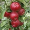 Säulenapfel Jarle ® Malus Domestica -Pflanzensamenladen Jarle