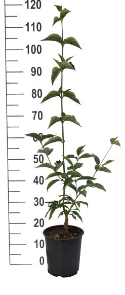 Großfrüchtige Kornelkirsche `Jolico´ Cornus Mas `Jolico´ -Pflanzensamenladen Jolico Kornelkirsche weiss