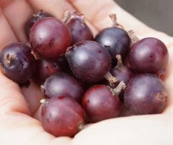 Jochelbeere Ribes X Nidrigolaria -Pflanzensamenladen Jostabeere