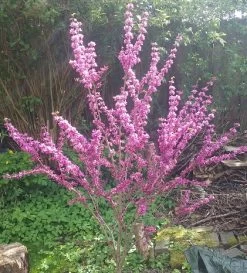 Judasbaum Cercis Siliquastrum 9 Judasbaum Cercis Siliquastrum -Pflanzensamenladen Judasbaum