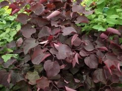 Judasbaum `Forest Pansy´ Cercis Canadensis