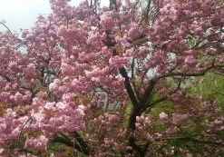 Zierkirsche `Kanzan´ Prunus Serrulata `Kanzan´ -Pflanzensamenladen Kanzan Kirsche