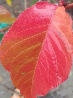 Zierkirsche `Kanzan´ Prunus Serrulata `Kanzan´ -Pflanzensamenladen Kanzan herbstf rbung