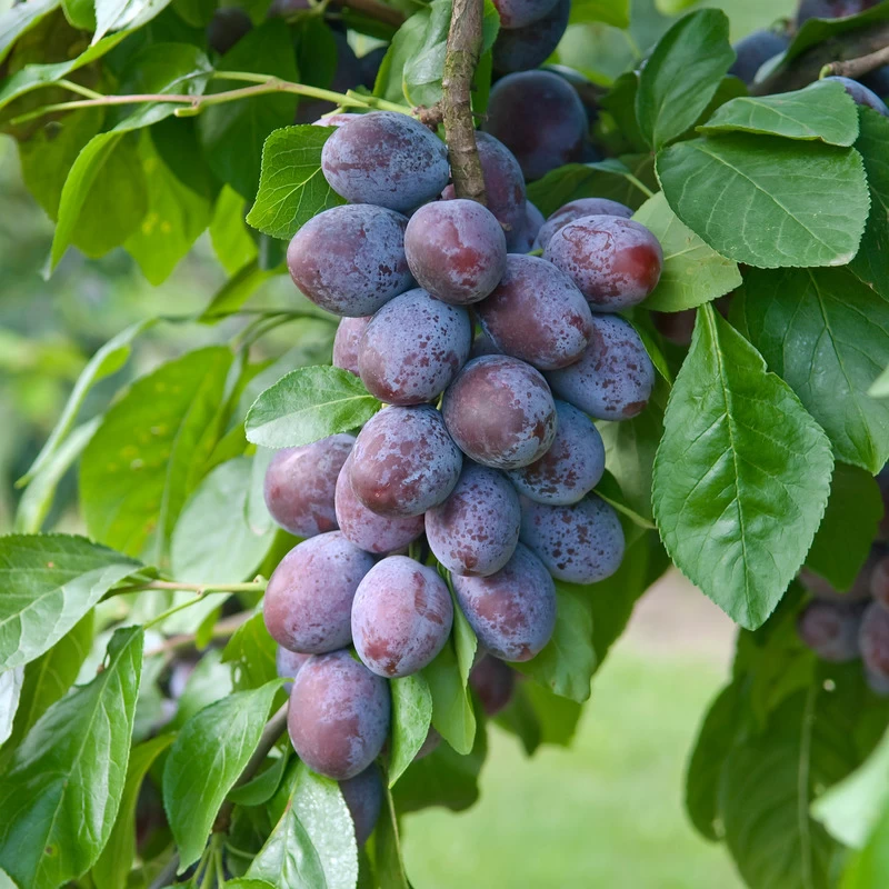 Katinka Ⓢ Prunus Domestica `Katinka´ 3 Katinka Ⓢ Prunus Domestica `Katinka´