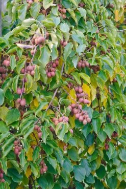 Bayernkiwi `Ken´s Red´ (rote Frucht) Actinidia Arguta `Ken´s Red´ 5 Bayernkiwi `Ken´s Red´ (rote Frucht) Actinidia Arguta `Ken´s Red´ -Pflanzensamenladen Kens Red 2