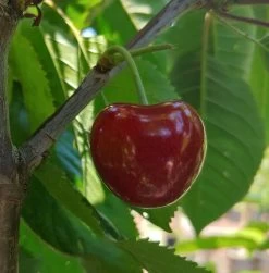 Säulensauerkirsche `Jachim´ Prunus Cerasus `Jachim´ -Pflanzensamenladen KirscheqrHhSGMlGgmAy