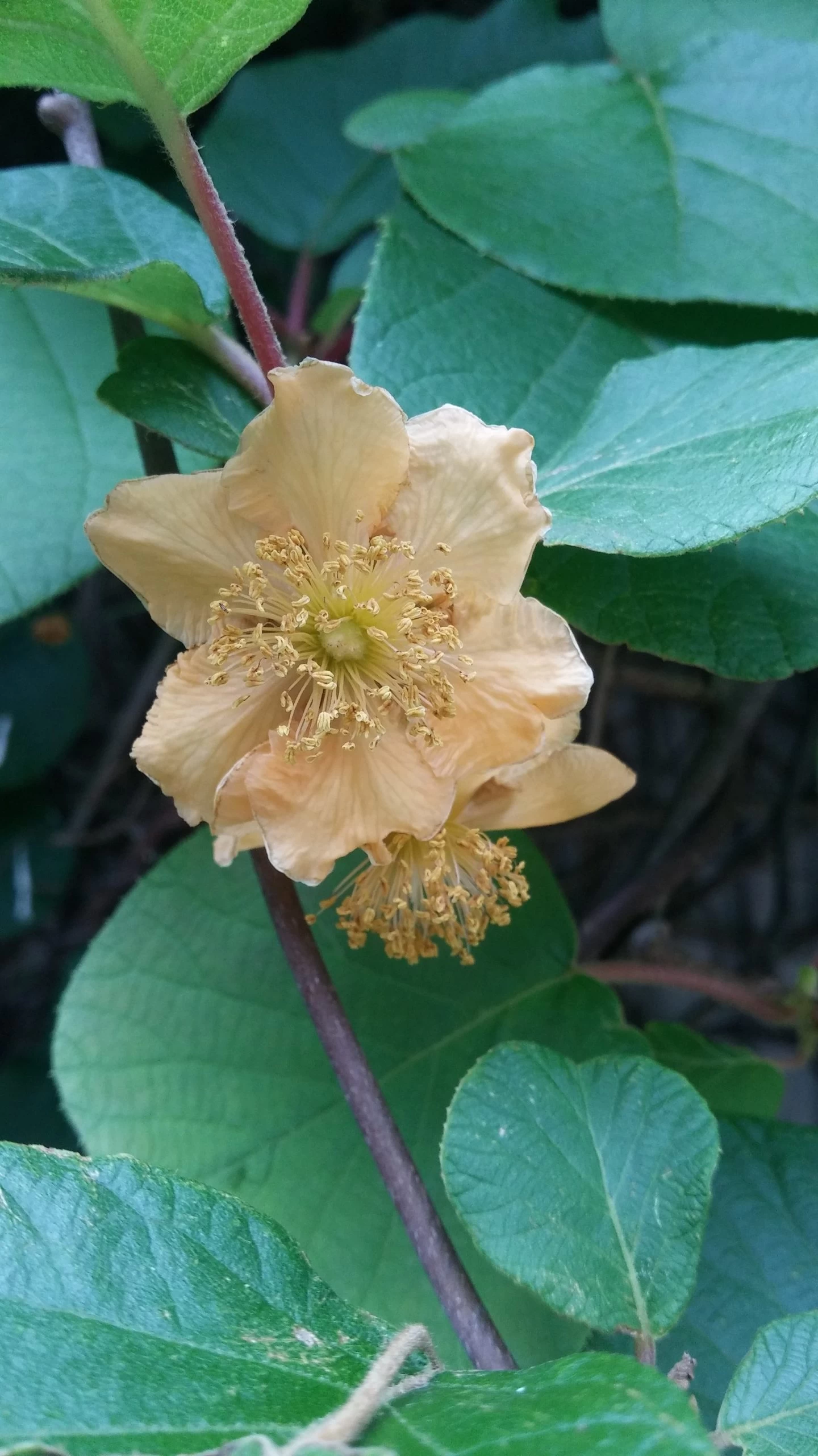 Kiwi `Tomuri´ (männlich) Actinidia Chinensis `Tomuri 3 Kiwi `Tomuri´ (männlich) Actinidia Chinensis `Tomuri