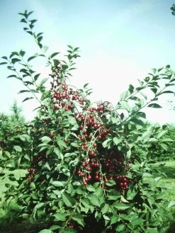 Zwergsauerkirsche Morellini Prunus Cerasus `Morellini´