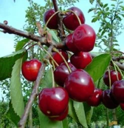 Zwergsauerkirsche Kobold Prunus Cerasus `Kobold´