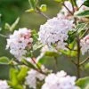 Koreanischer Duft-Schneeball Viburnum Carlesii -Pflanzensamenladen Korea Schneeball