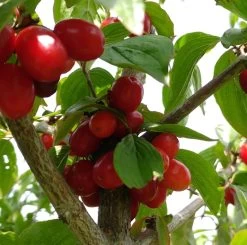 Großfrüchtige Kornelkirsche `Jolico´ Cornus Mas `Jolico´ -Pflanzensamenladen Kornelkirsche jolico