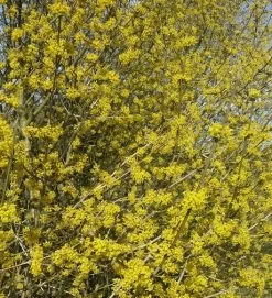 Großfrüchtige Kornelkirsche `Schönbrunner Gourmet Dirndl´ Cornus Mas `Schönbrunner Gourmetdirndl´ -Pflanzensamenladen Kornelkirschen