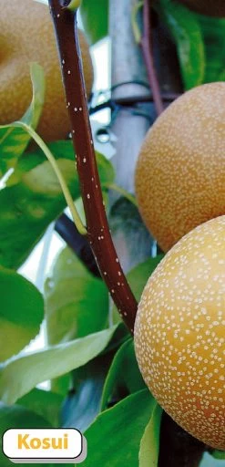 Nashi Kosui Pyrus Pyrifolia `Kosui´ -Pflanzensamenladen Kosui