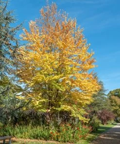 Lebkuchenbaum / Katsurabaum Cercidiphyllum Japonicum