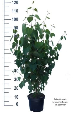 Lebkuchenbaum / Katsurabaum Cercidiphyllum Japonicum -Pflanzensamenladen Lebkuchenbaum weiss