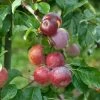 Liberty Malus Domestica `Liberty´ -Pflanzensamenladen LibertyGLqknH9gbmiWk