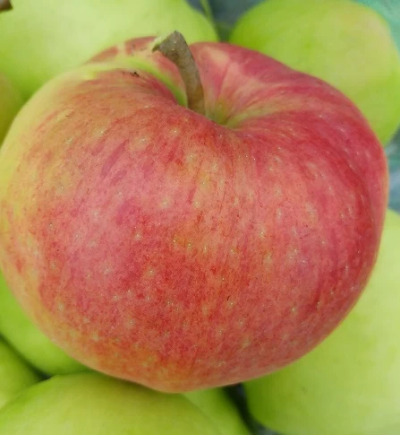 Ligol Malus Domestica `Ligol´ 4 Ligol Malus Domestica `Ligol´ – Bild 2