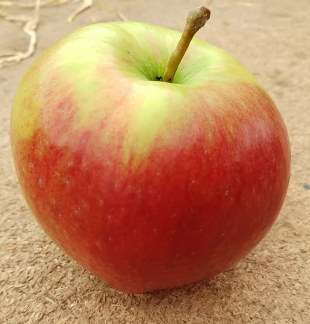 Ligol Malus Domestica `Ligol´ 3 Ligol Malus Domestica `Ligol´