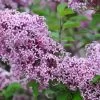 Zwerg-Duft-Flieder `Lillifee´® Syringa Meyeri `Lillifee´ -Pflanzensamenladen Lillifee Kordes Jungpflanzen