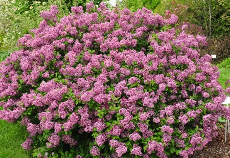 Zwerg-Duft-Flieder `Lillifee´® Syringa Meyeri `Lillifee´ 4 Zwerg-Duft-Flieder `Lillifee´® Syringa Meyeri `Lillifee´ – Bild 2