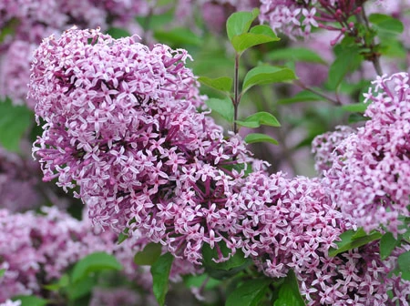 Zwerg-Duft-Flieder `Lillifee´® Syringa Meyeri `Lillifee´ 3 Zwerg-Duft-Flieder `Lillifee´® Syringa Meyeri `Lillifee´