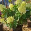 Rispenhortensie `Little Lime®´ Hydrangea Paniculata `Little Lime´ 2 Rispenhortensie `Little Lime®´ Hydrangea Paniculata `Little Lime´ -Pflanzensamenladen Limelight Hortensie