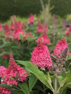 Schmetterlingsflieder Butterfly Candy® (versch. Farben) Buddleja Davidii 10 Schmetterlingsflieder Butterfly Candy® (versch. Farben) Buddleja Davidii -Pflanzensamenladen Little Ruby