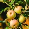 Säulenapfel `Lopini´® Malus Domestica `Lopini´® -Pflanzensamenladen Lopini